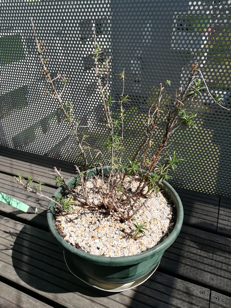 Annexe IMG_20200_140601.jpg