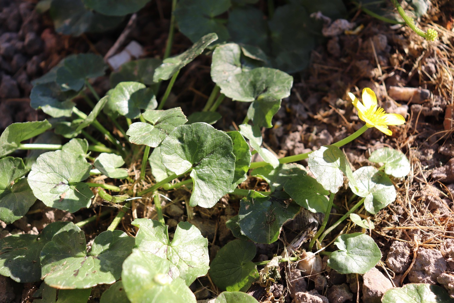 Annexe IMG_5301-min (1) (2).jpg