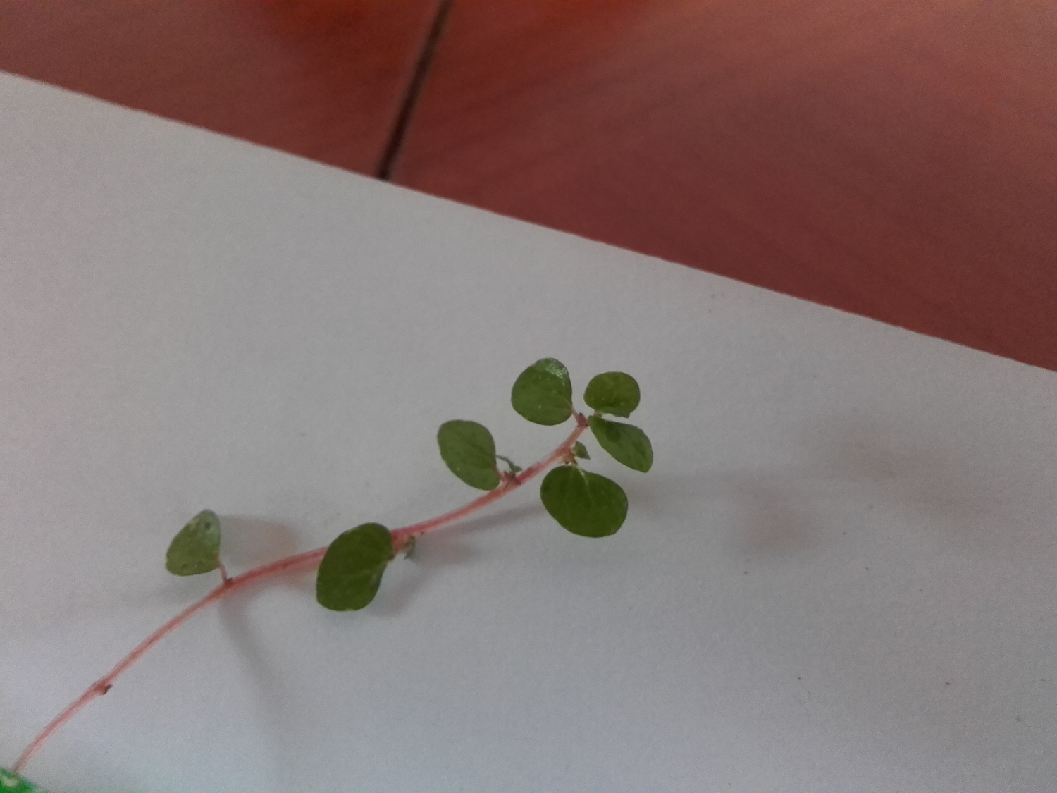 Annexe dessus_feuille.jpg