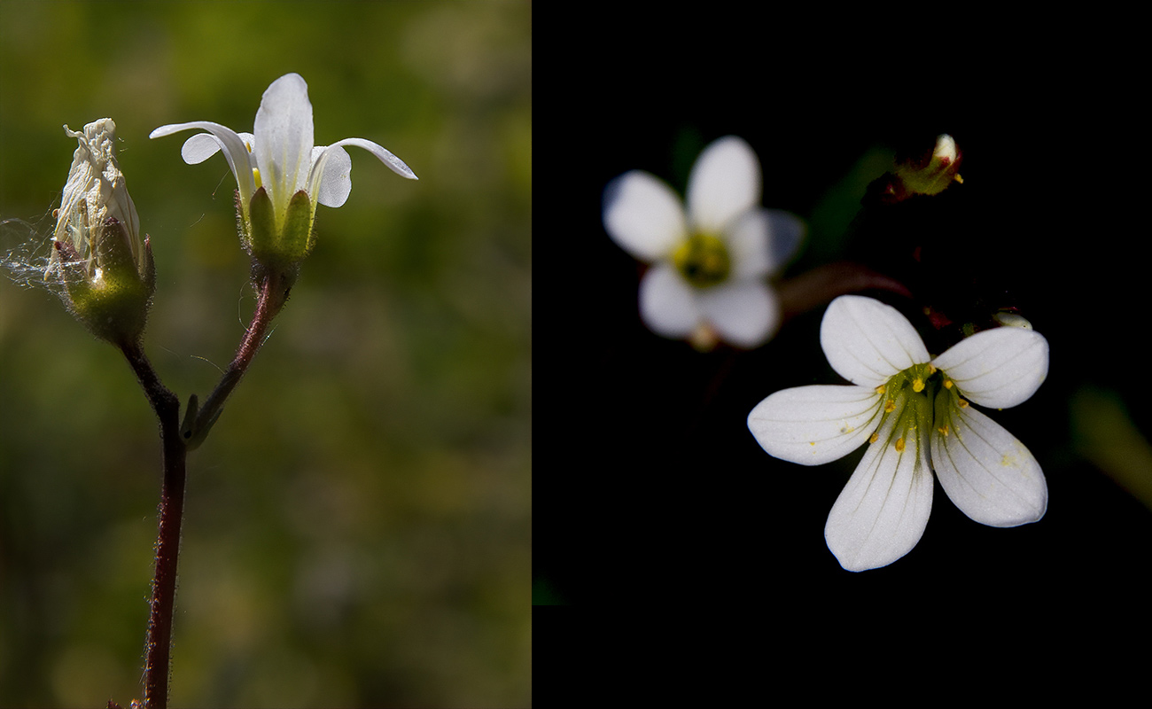 Annexe IMG_8130-fleurs.jpg