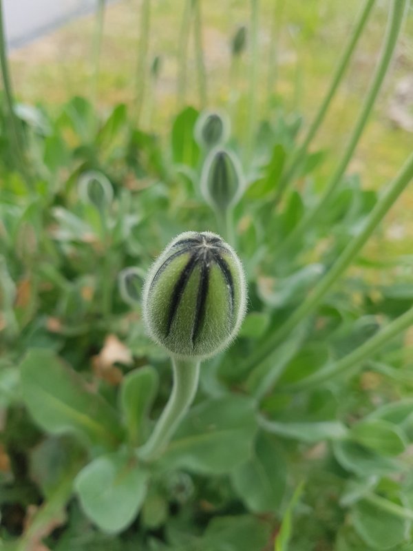 Annexe 1-20200329_171736.jpg