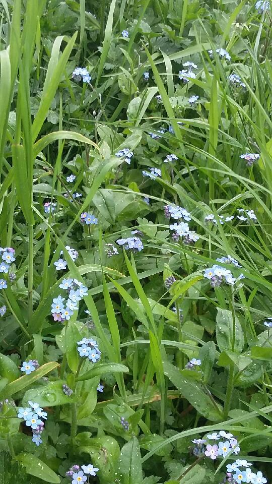 Annexe 20200407_153244.jpg