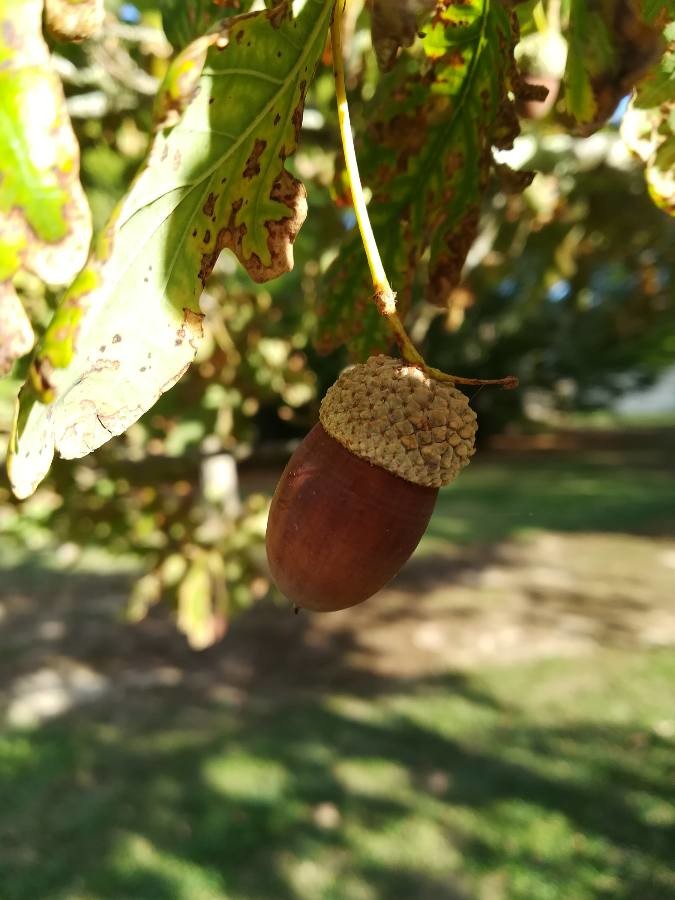 Annexe Quercu robur fruit.jpg