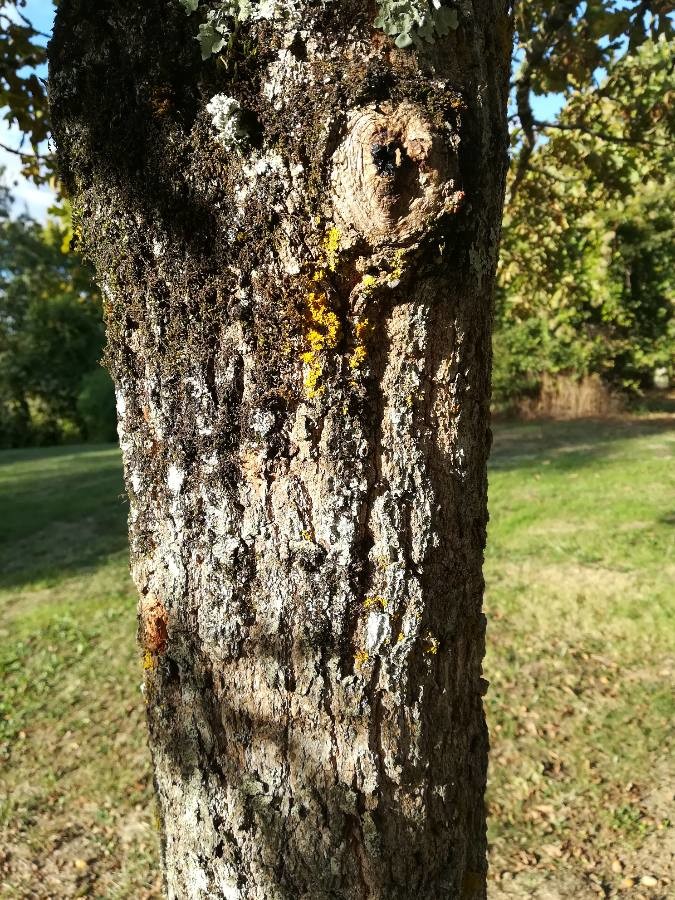 Annexe Quercus robur tronc.jpg