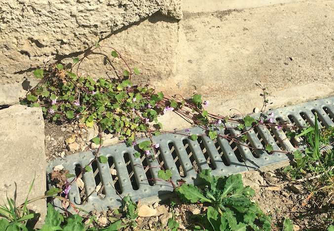 Annexe Cymbalaria muralis.png