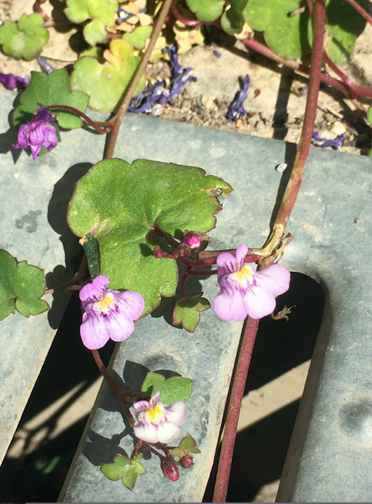 Annexe Feuille Fleur.png