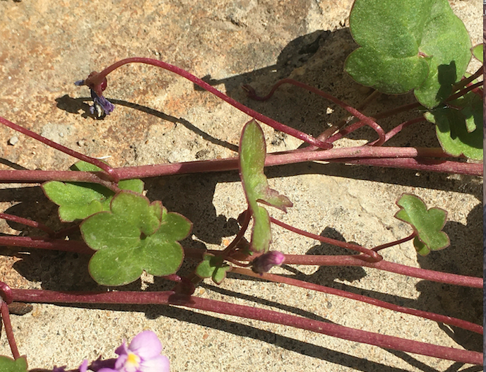 Annexe Tige Feuille.png