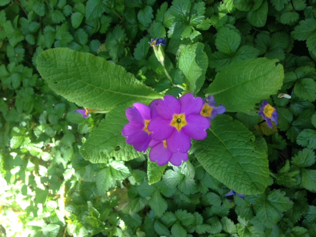 Annexe image1 (1).JPG