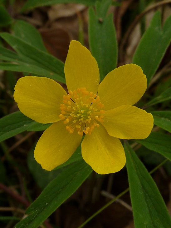 Annexe Anémone 2.jpg