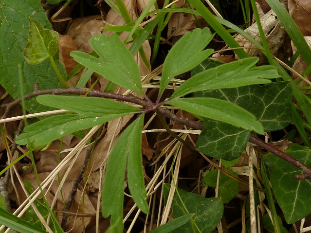 Annexe Anémone 4.jpg