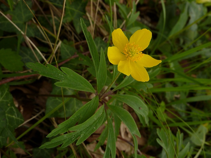 Annexe Anémone 5.jpg