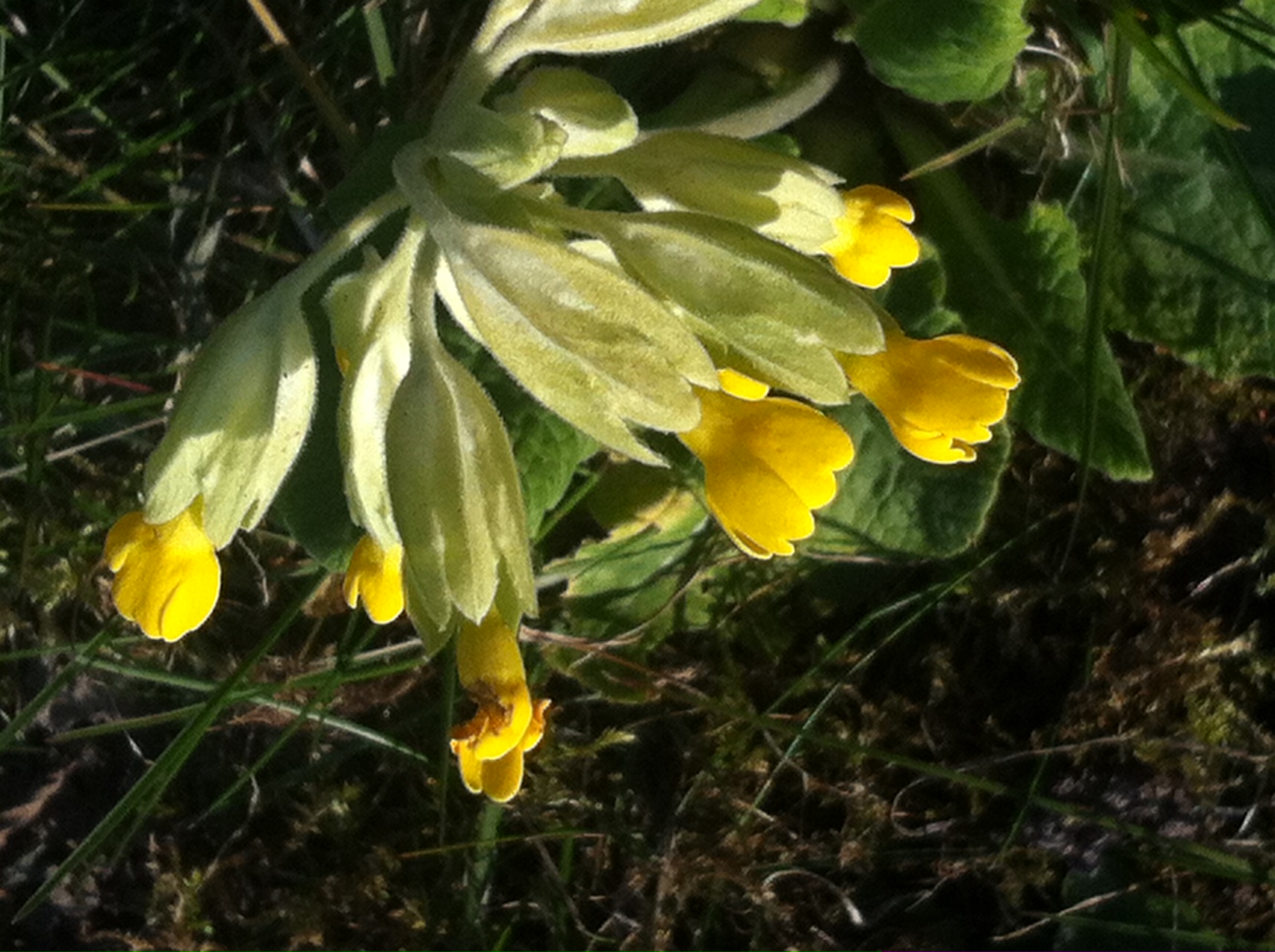 Annexe image (2).jpeg