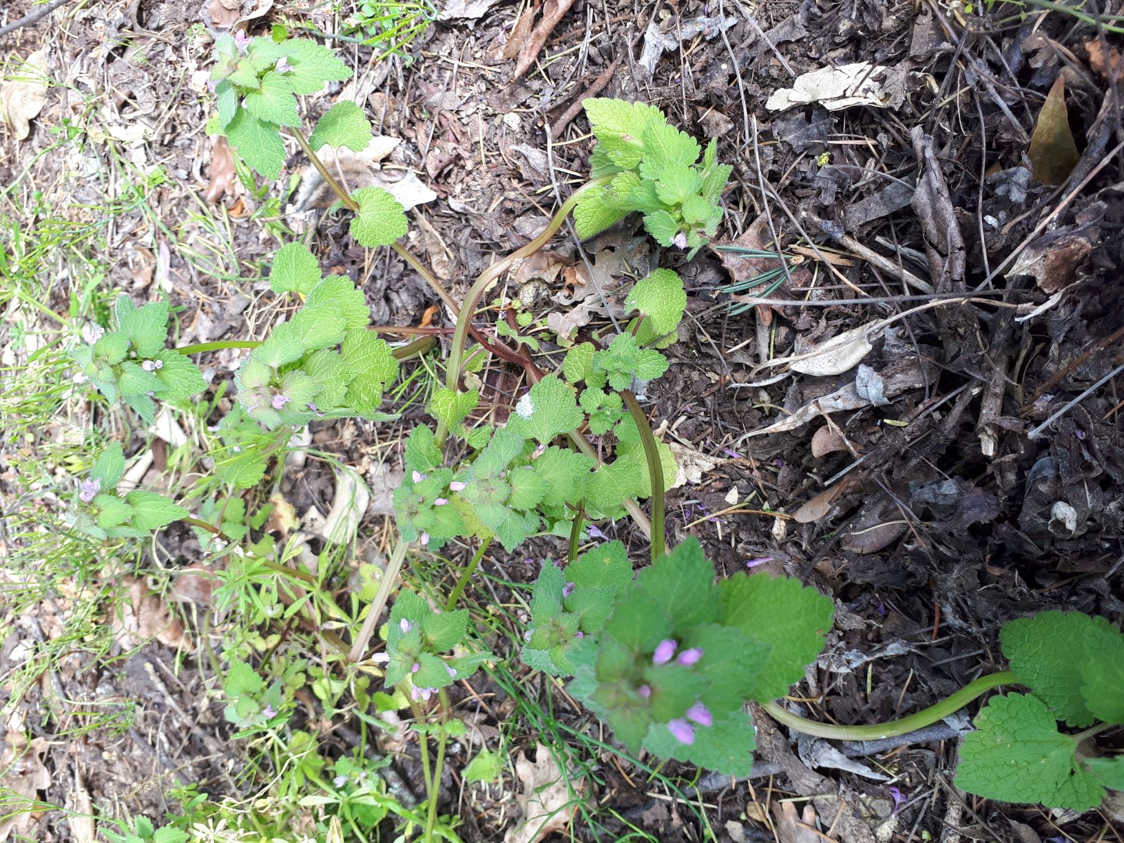 Annexe 20200407_160433 d.jpg