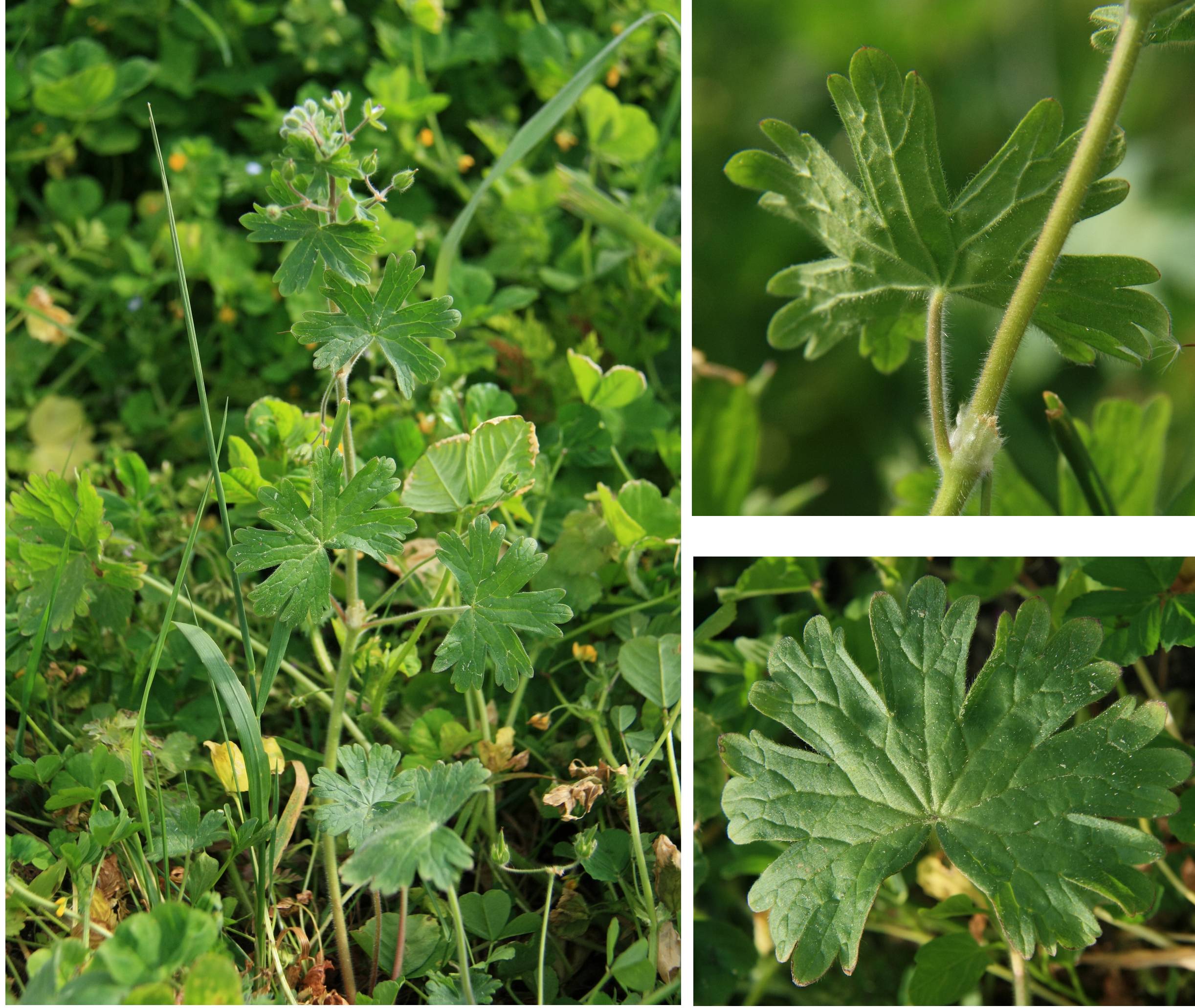 Annexe Géranuim mollet feuilles.jpg