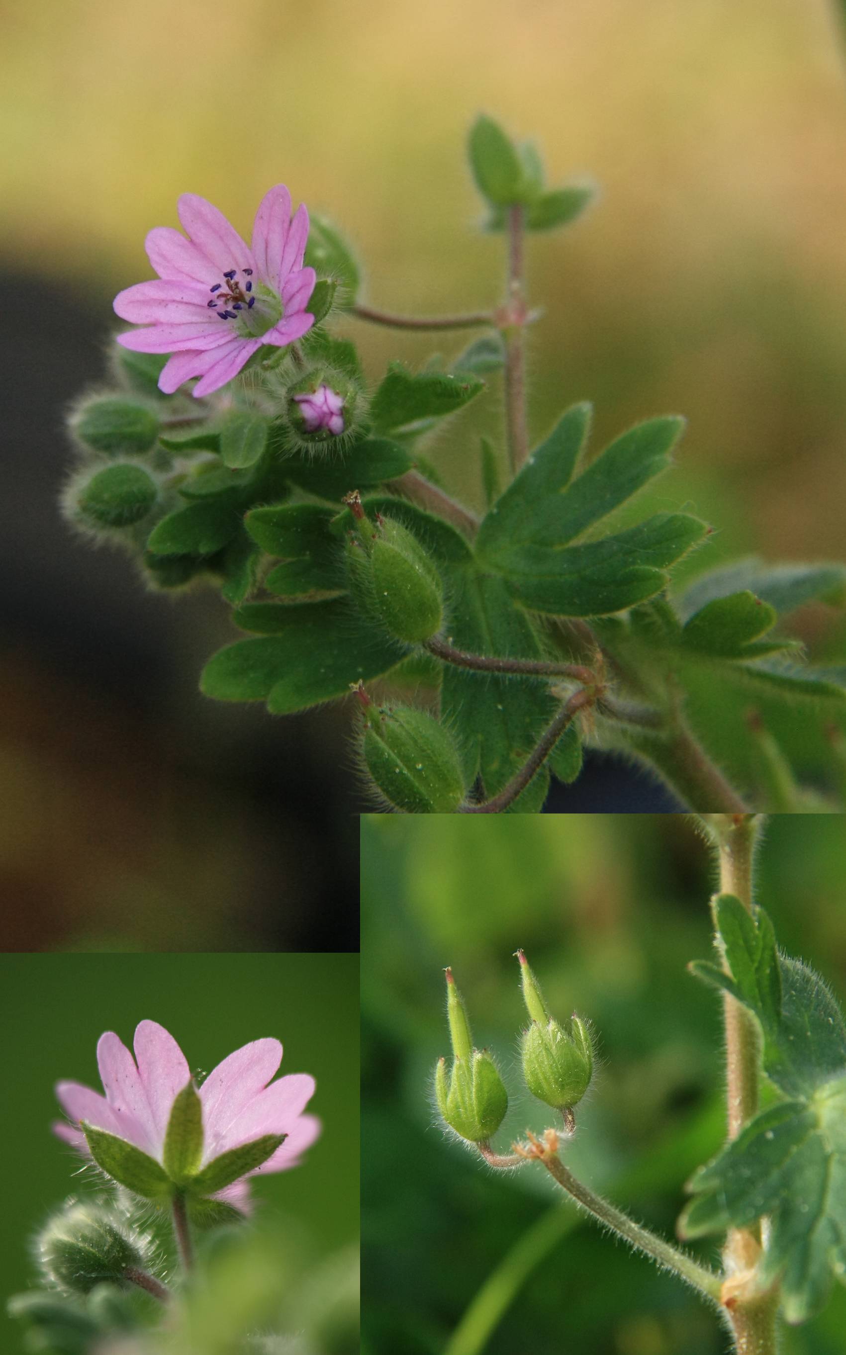 Annexe Géranuim mollet fleurs.jpg