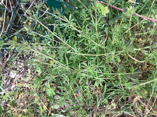 Annexe Photo nappe.jpg