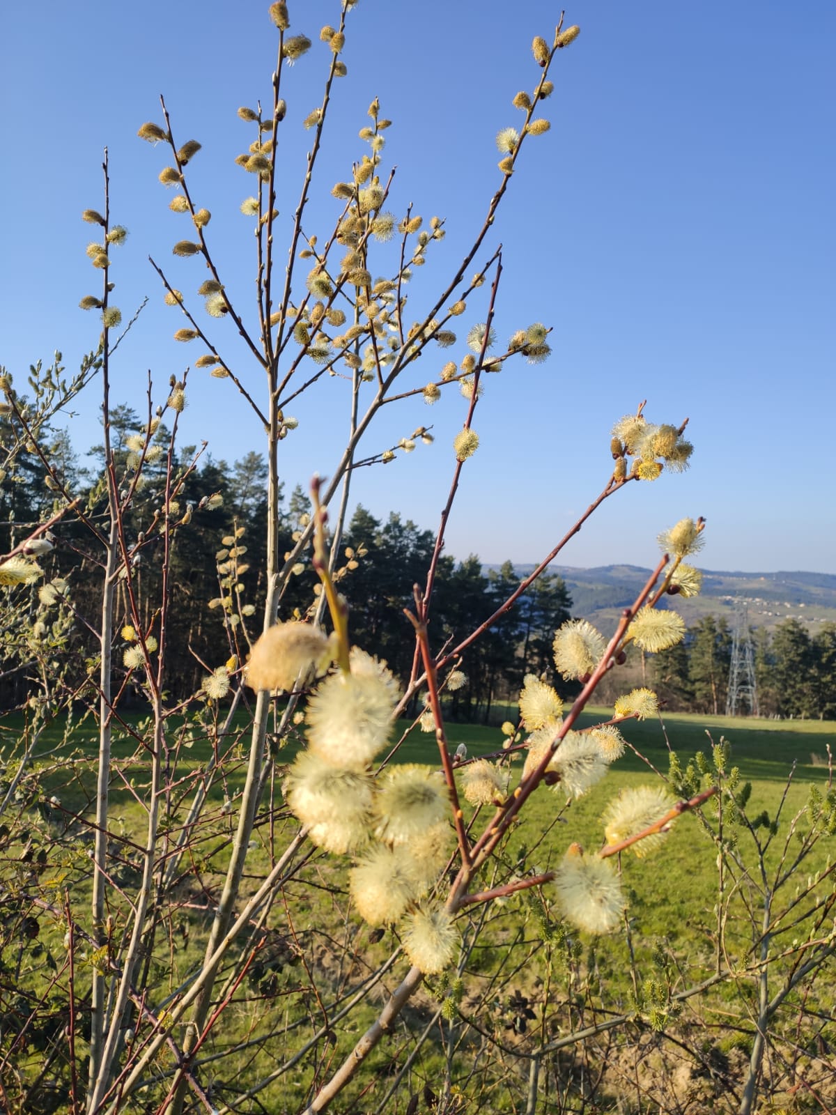 Annexe IMG-20200407-WA0010.jpg