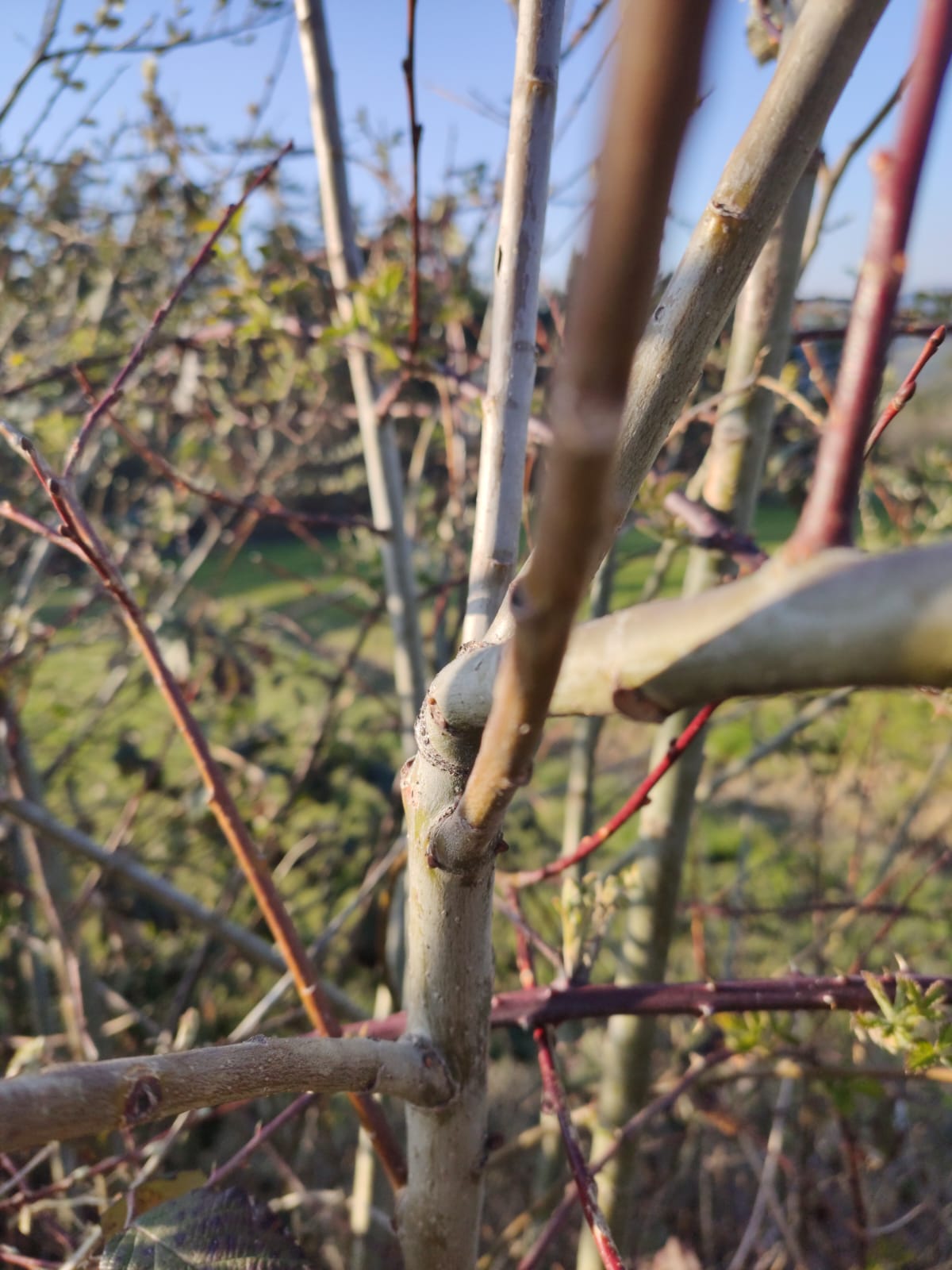 Annexe IMG-20200407-WA0012.jpg