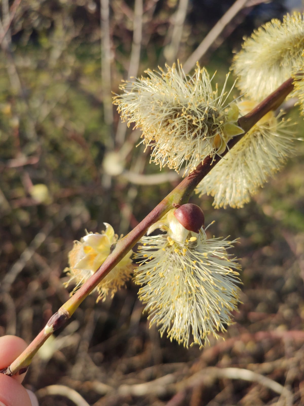 Annexe IMG-20200407-WA0015.jpg