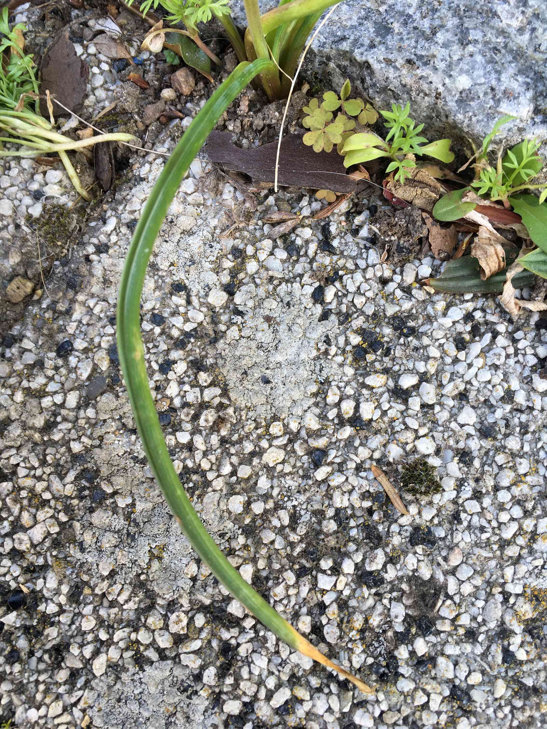 Annexe Feuille 2.JPG