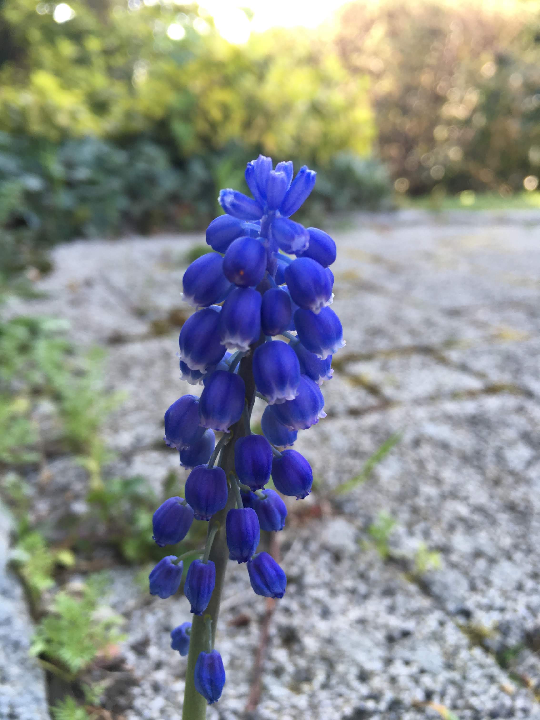 Annexe Fleurs plan horizontal.JPG