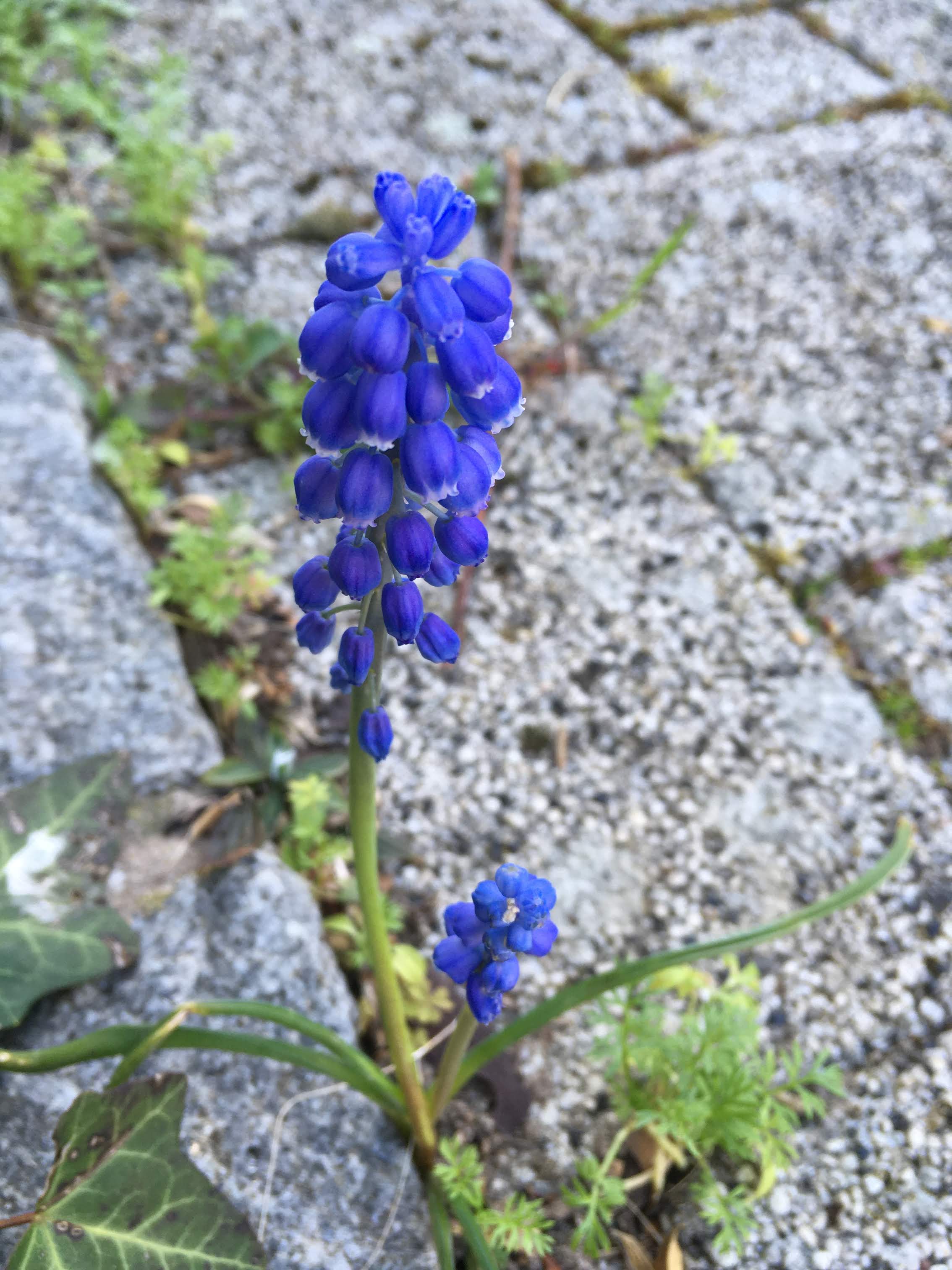 Annexe Vue densemble.JPG