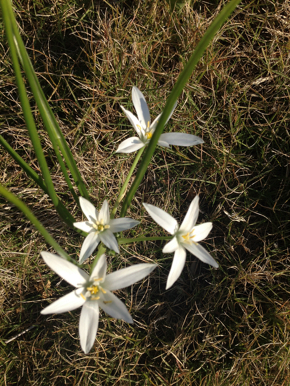 Annexe Ornithogalum.gif