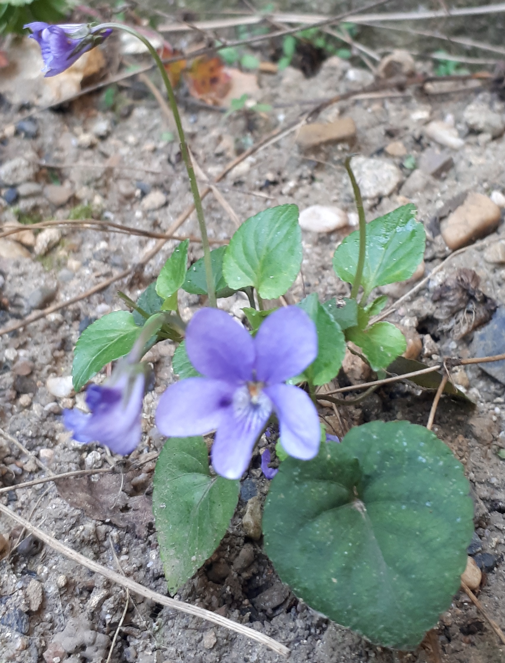 Annexe 20200407_170944.jpg