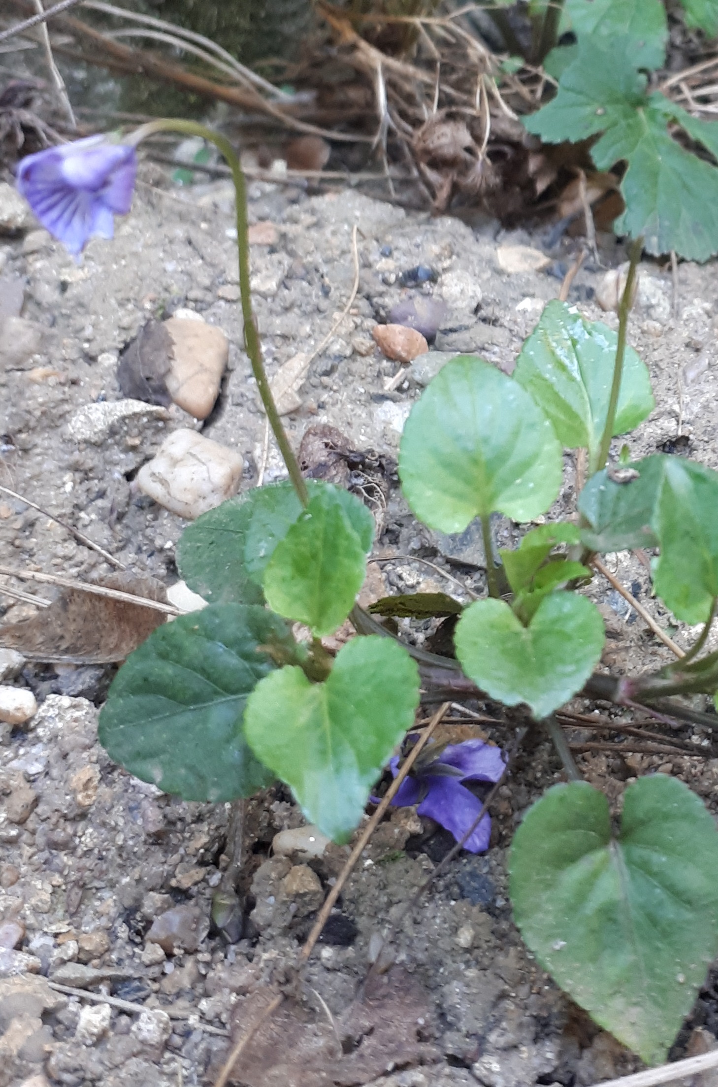 Annexe 20200407_170950.jpg