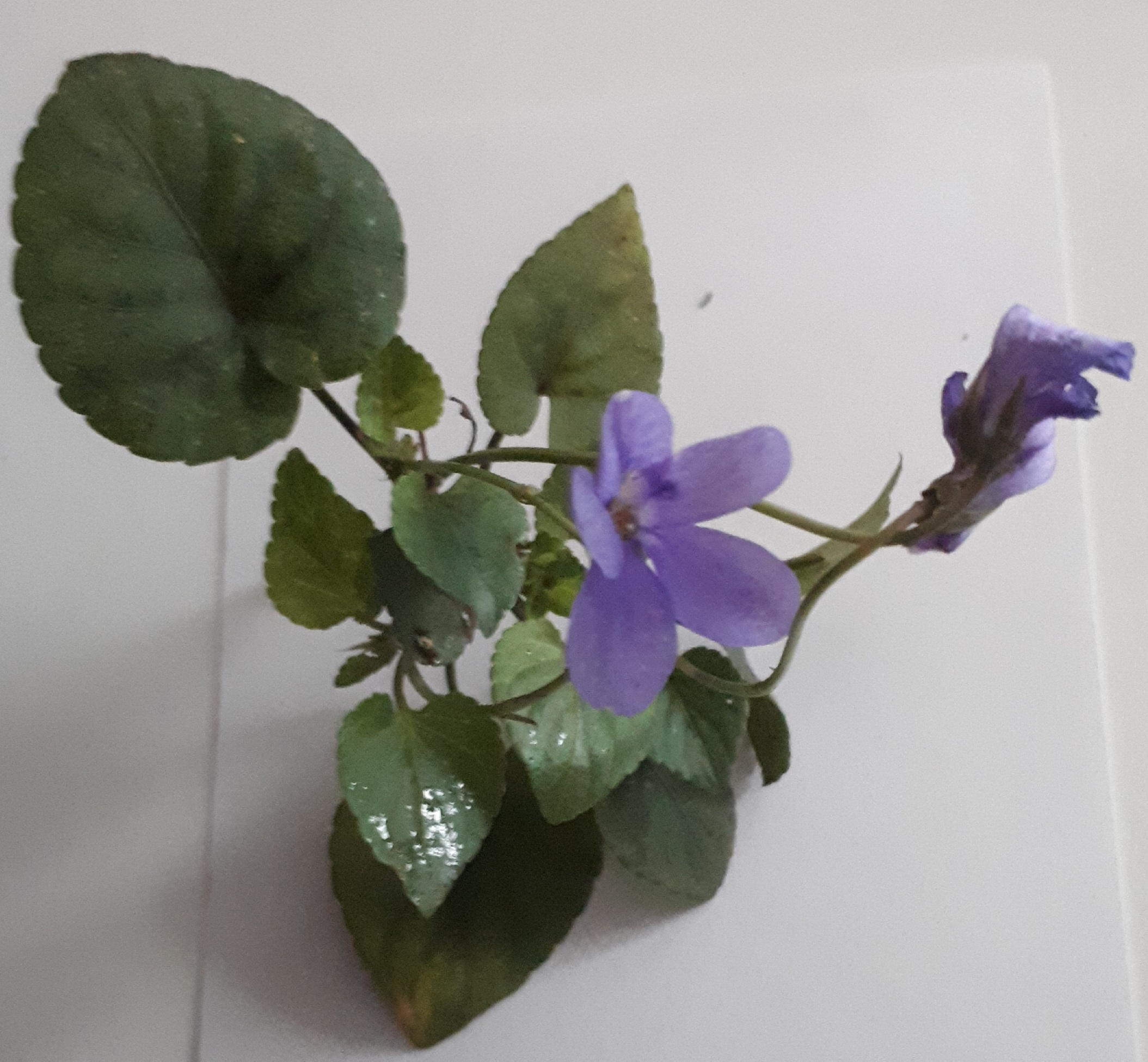 Annexe 20200407_182631.jpg