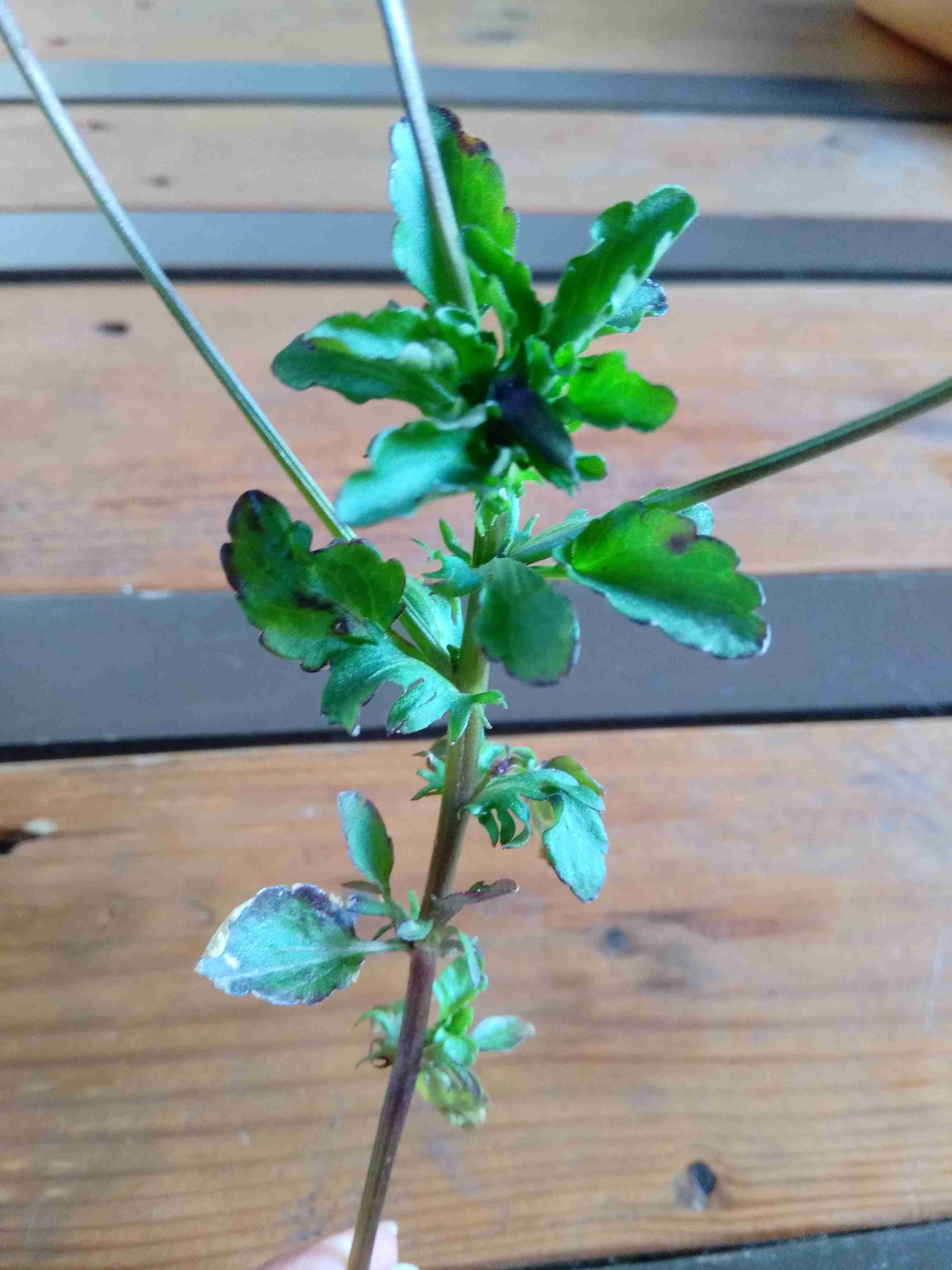 Annexe IMG_20200407_191951.jpg