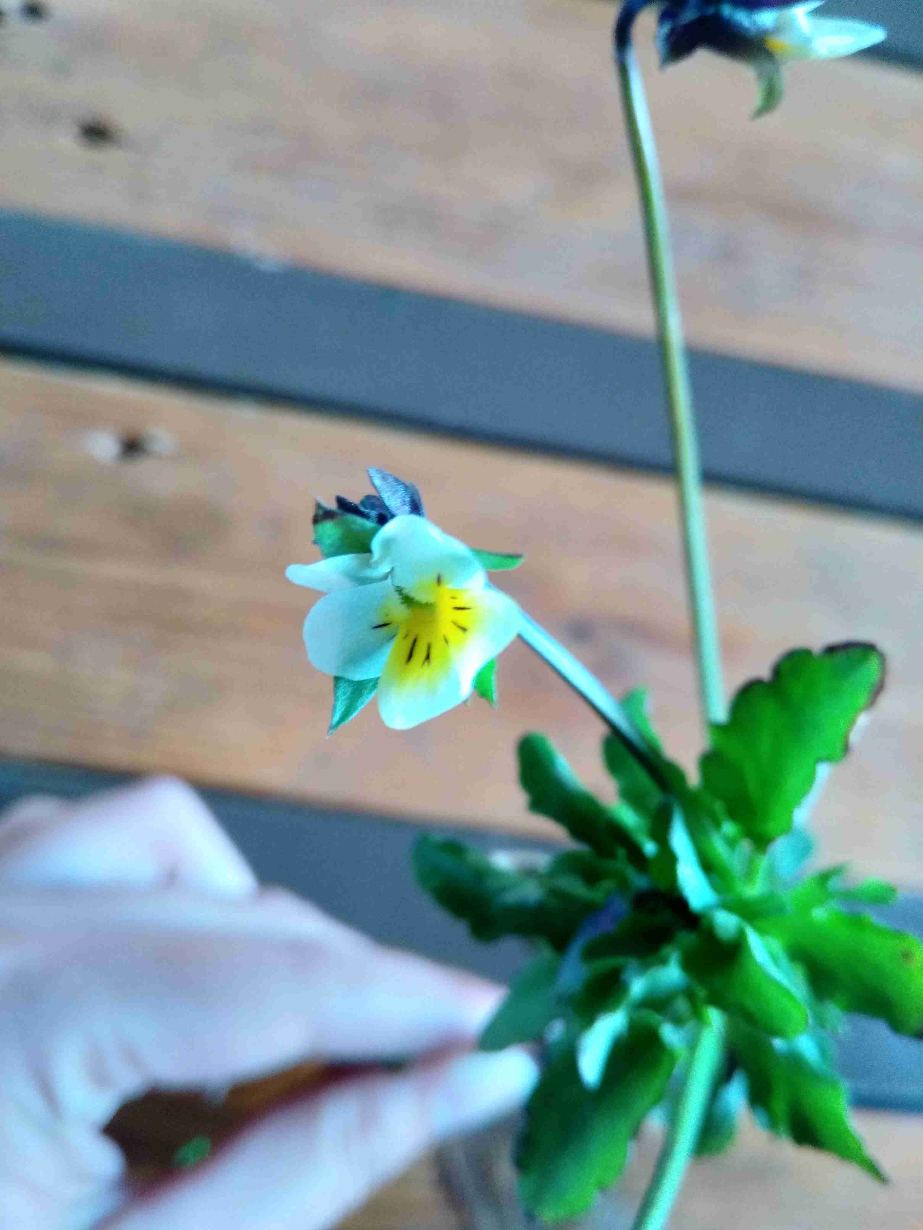 Annexe IMG_20200407_192023.jpg