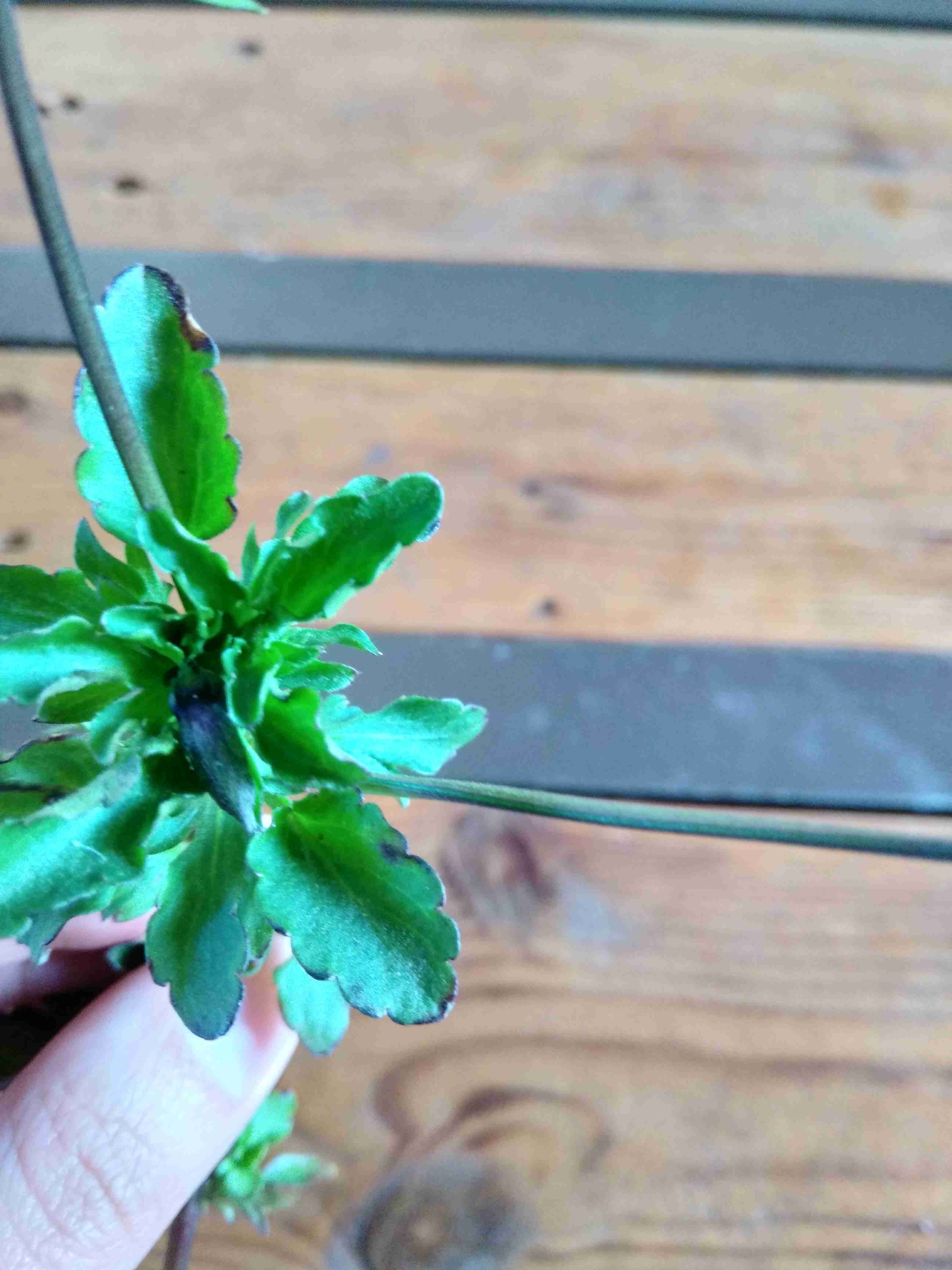 Annexe IMG_20200407_192045.jpg