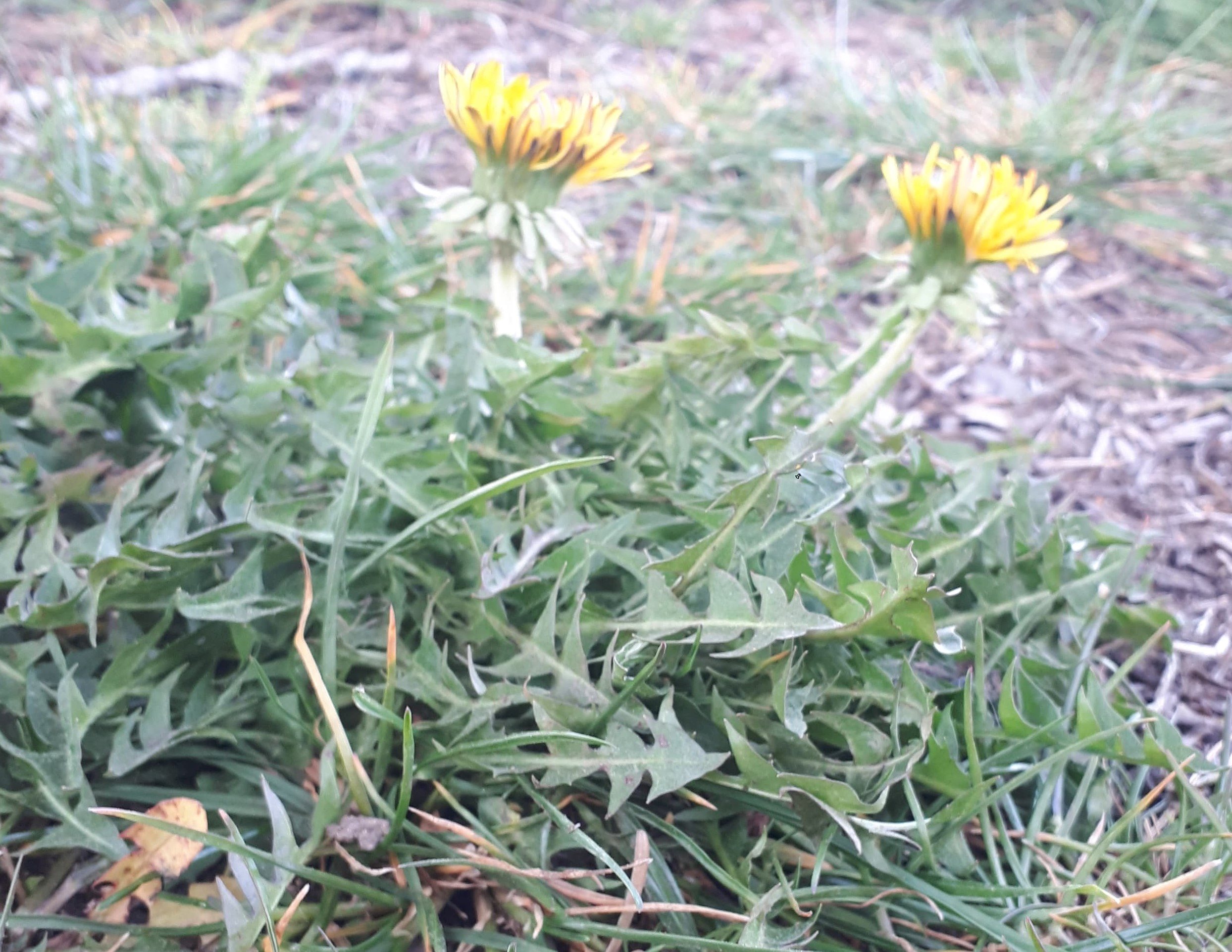 Annexe 92127301_250997556027481_2460758927642460160_n.jpg