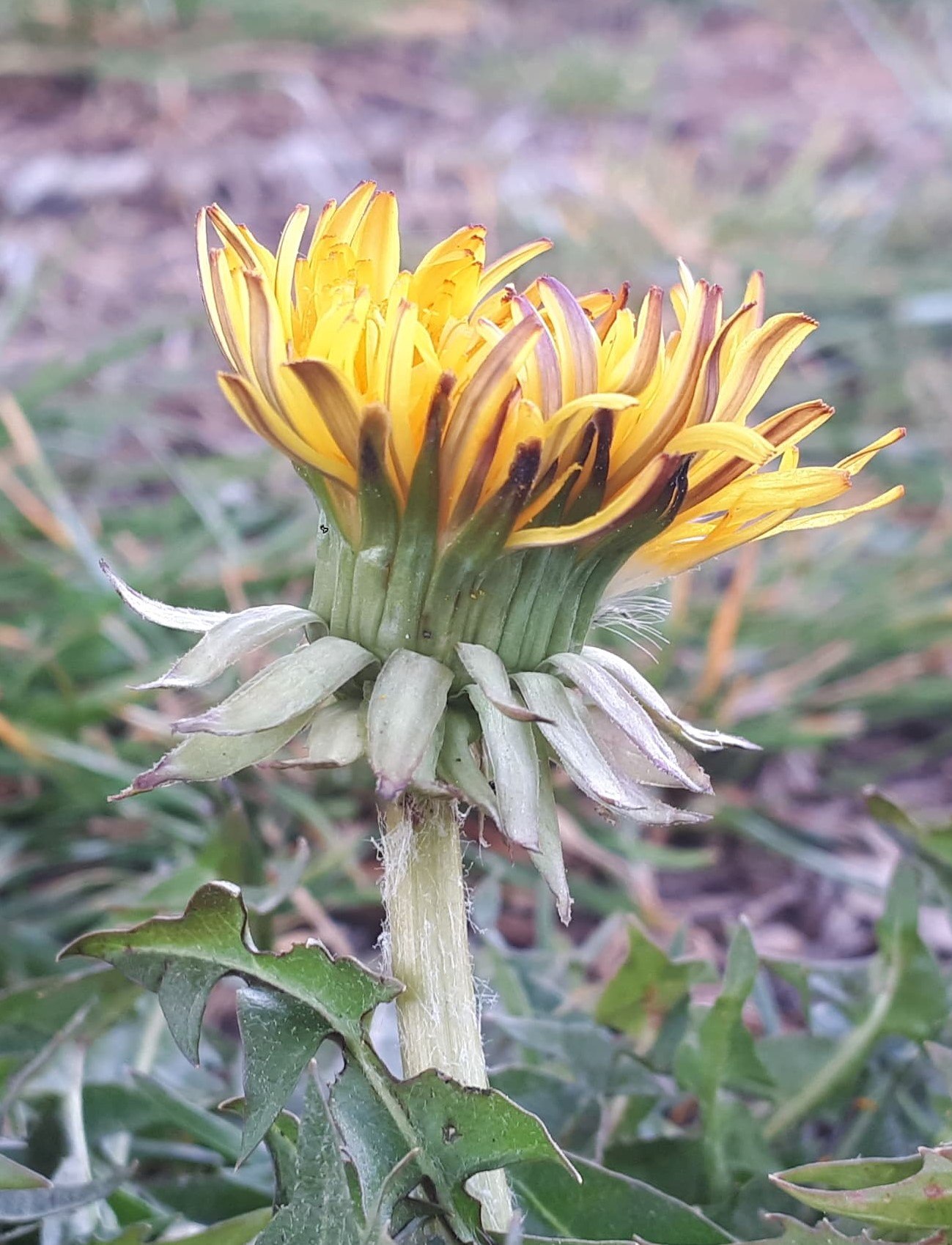 Annexe 92144632_2643756315888161_560716179585368064_n (1).jpg