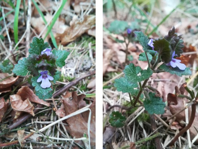 Annexe lierre terrestre.jpg