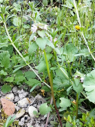 Annexe PlanteEntiere.jpg