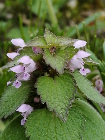 Annexe PlanteHaut.jpg