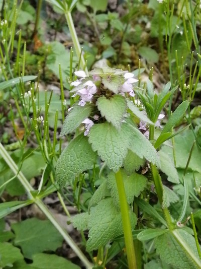 Annexe PlanteTige.jpg