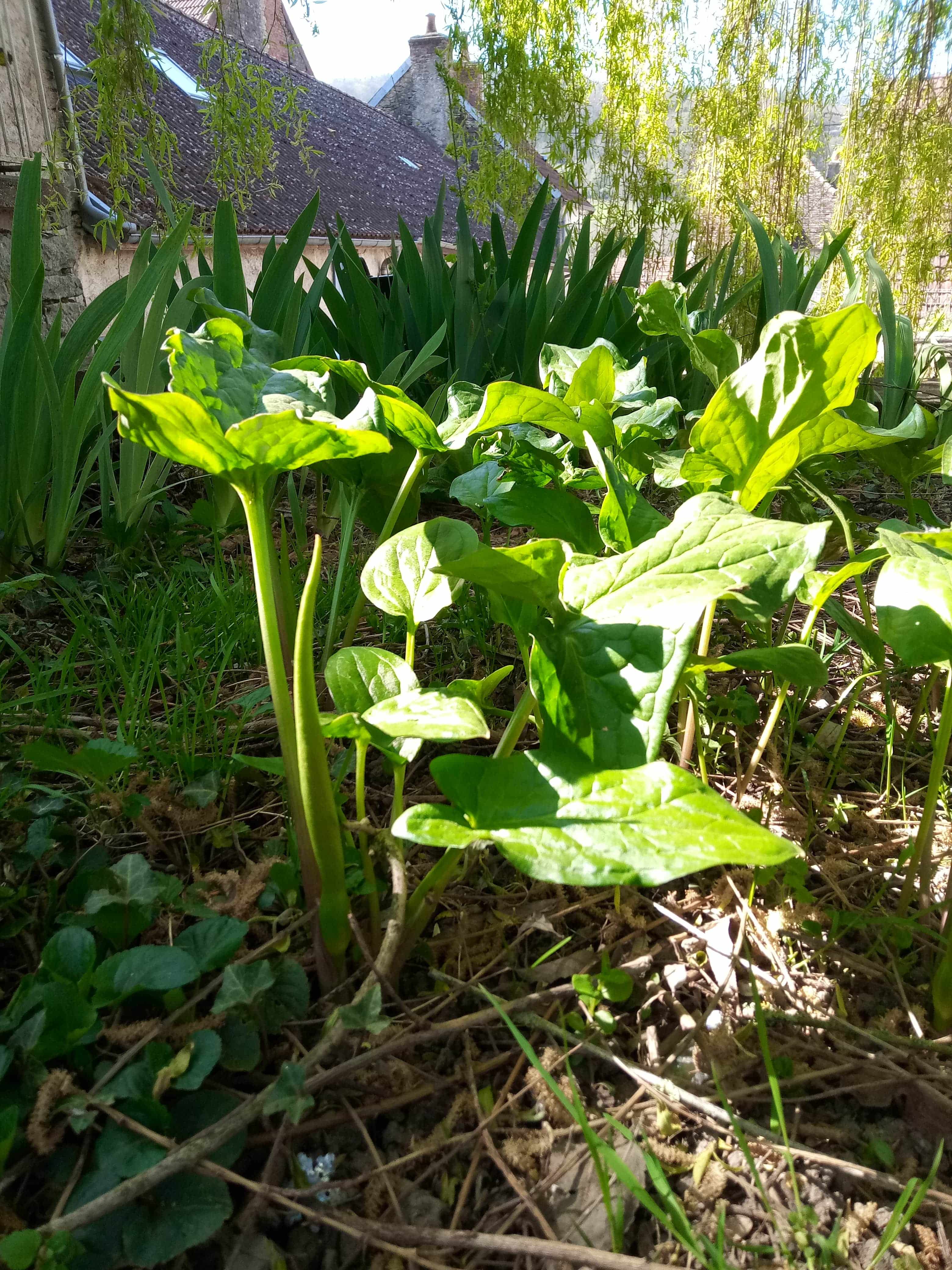 Annexe IMG_20200406_111345-min-min.jpg