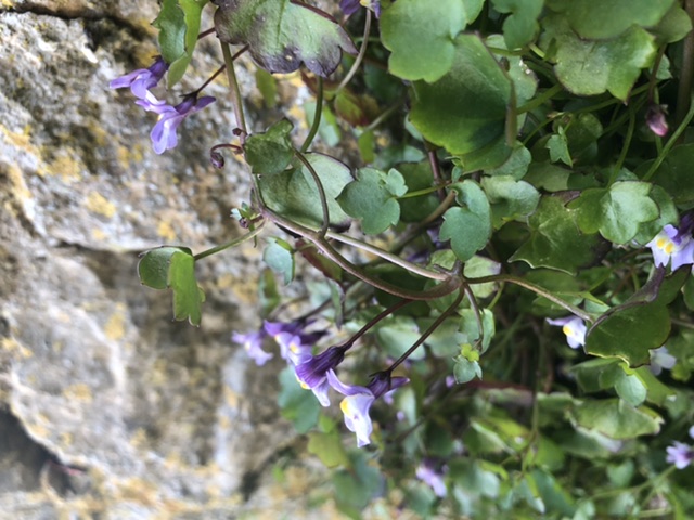 Annexe BDBE49EF-6800-4D79-95F7-B9F17FB9A881.jpeg