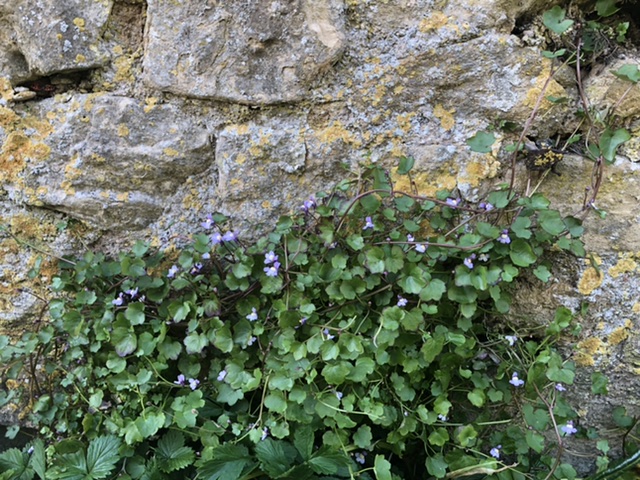 Annexe CA054F08-4882-417F-AABE-B0B79E2E8AA4.jpeg