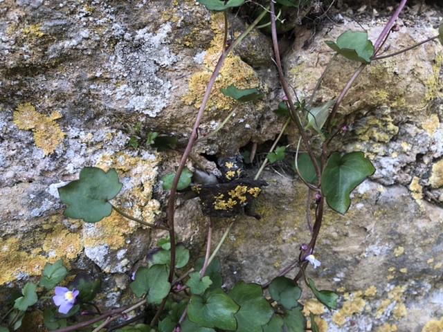 Annexe F02F9F01-FD62-4165-BDA1-3F32544A5968.jpeg