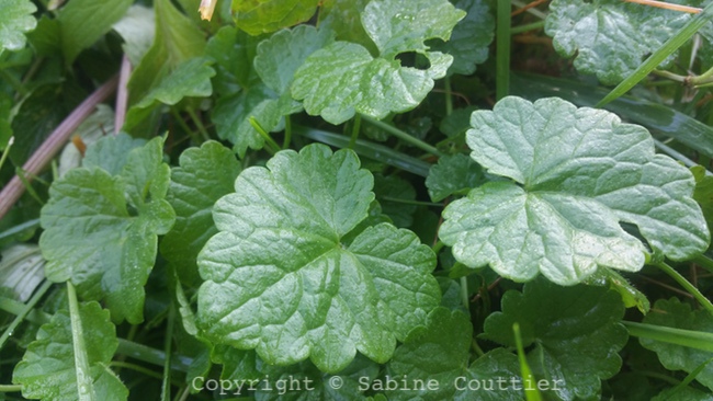 Annexe lierre terrestre feuilles.jpg