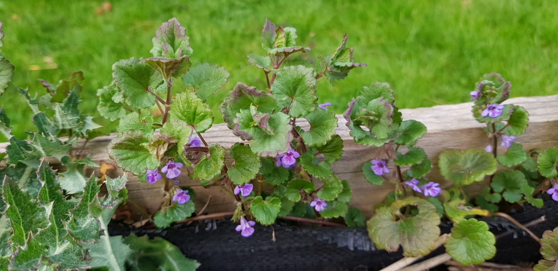 Annexe Lierre terrestre 3.jpg