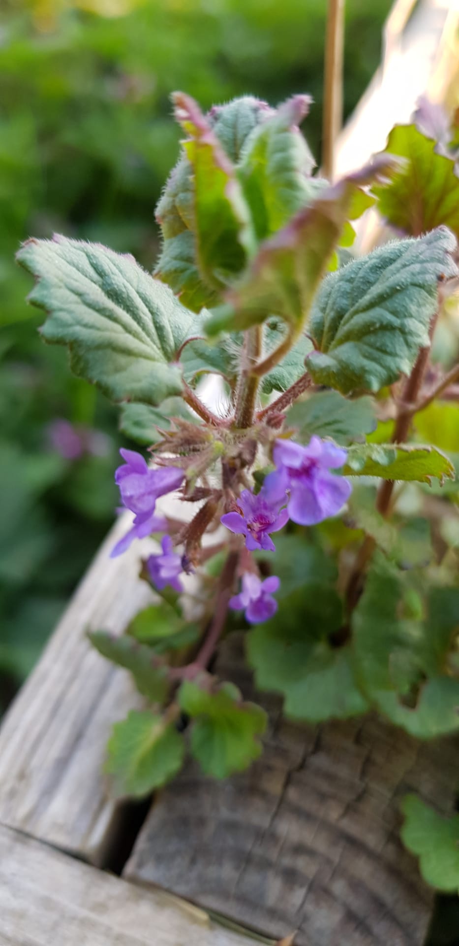 Annexe Lierre terrestre 4.jpg