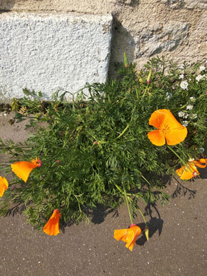 Annexe IMG_20200328_114822.jpg