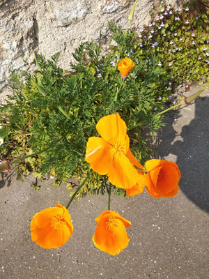 Annexe IMG_20200328_114834.jpg