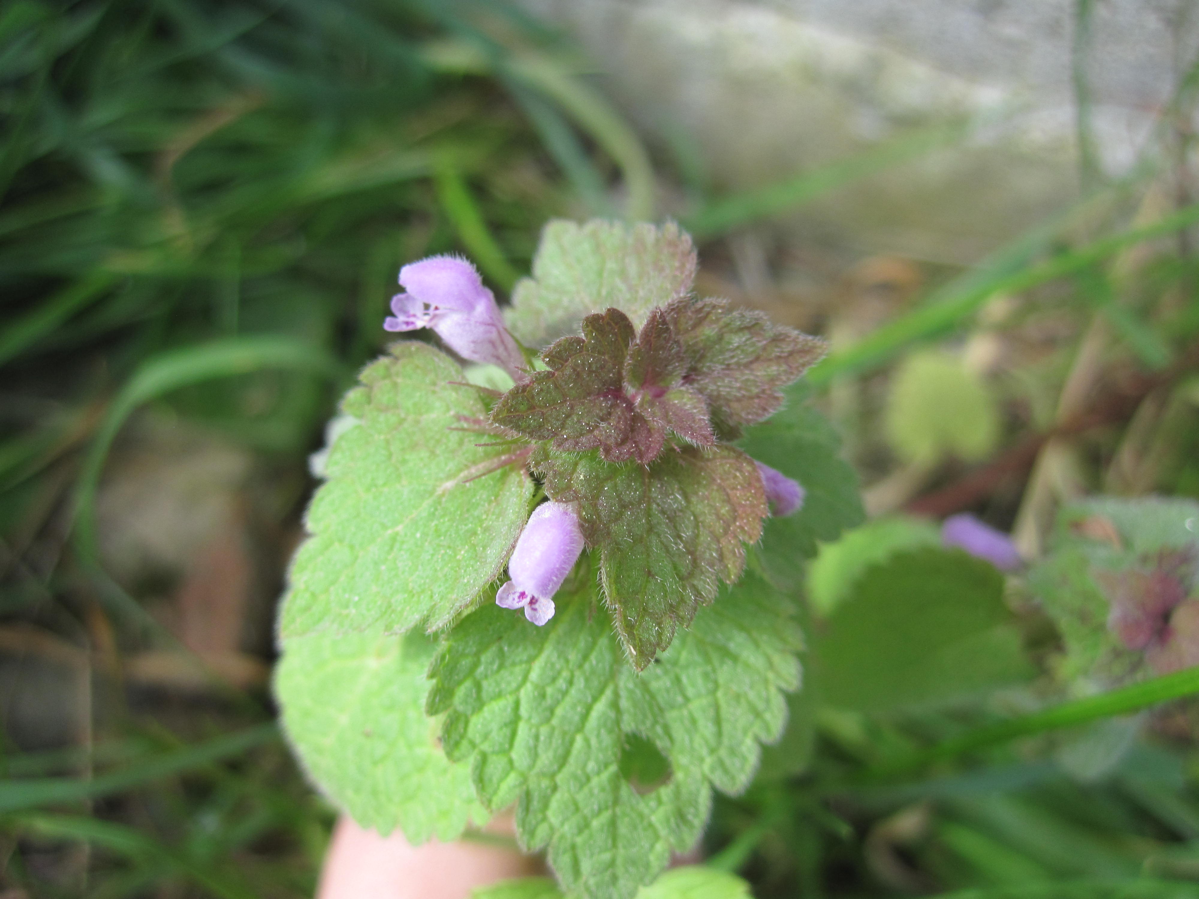 Annexe image de dessus feilles+fleurs.JPG