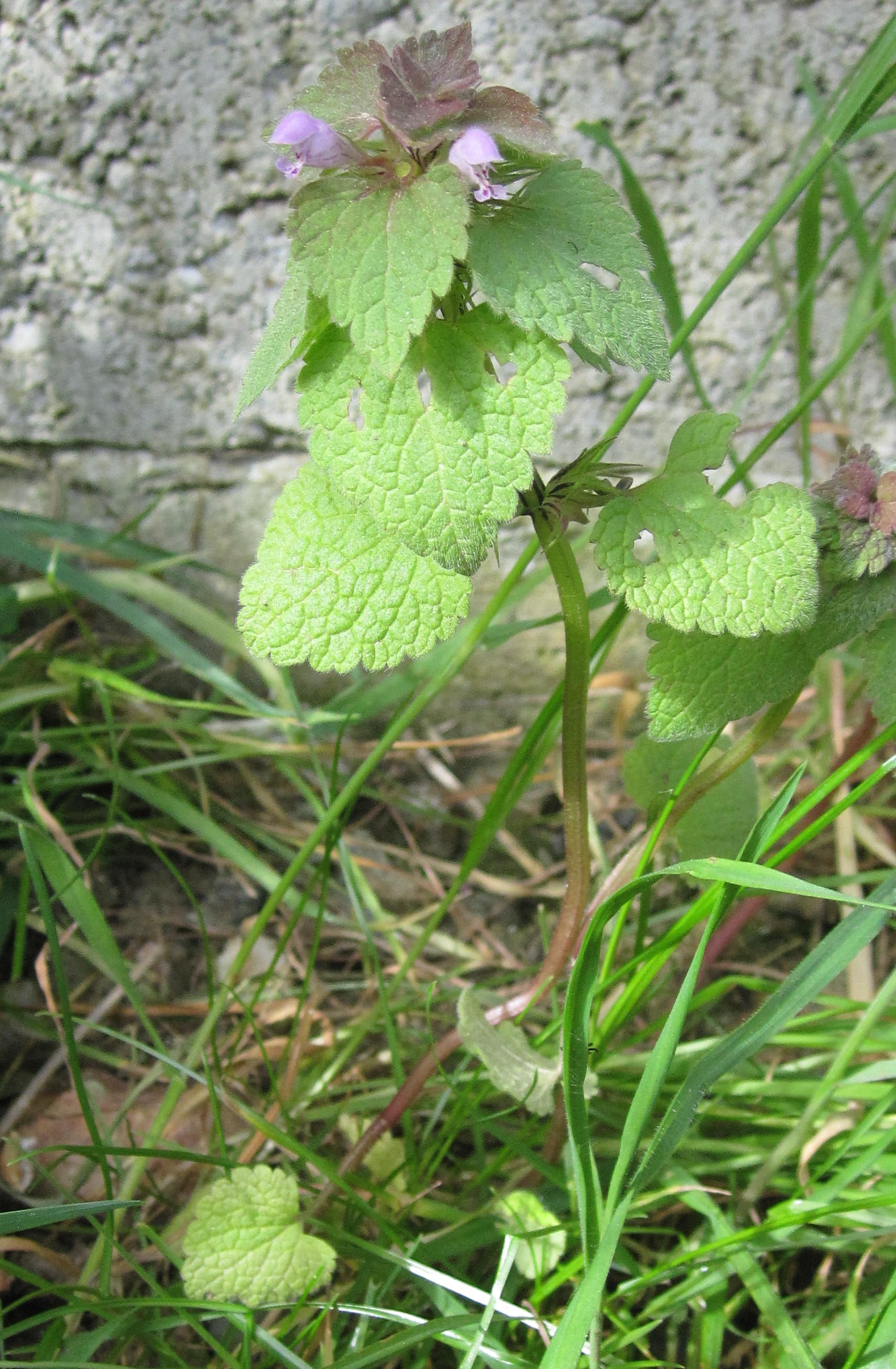 Annexe image plan large.JPG